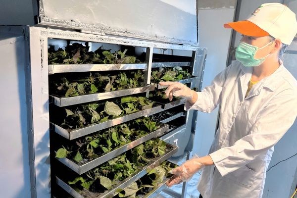 Lá Tía Tô người Nhật ai cũng quý như bảo bối, được tôn sùng là lá hồi sinh